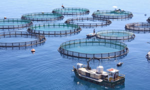 Dakhla capitale de l’aquaculture