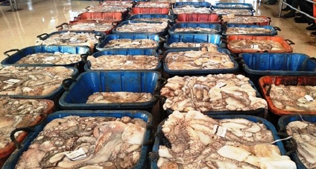 Impact du repos biologique sur la pêche à Dakhla.Des mesures concertées pour protéger la richesse halieutique de la ...